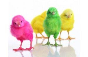 ۱۴ میلیون قطعه‌ جوجه‌ریزی در واحدهای پرورش مرغ قزوین